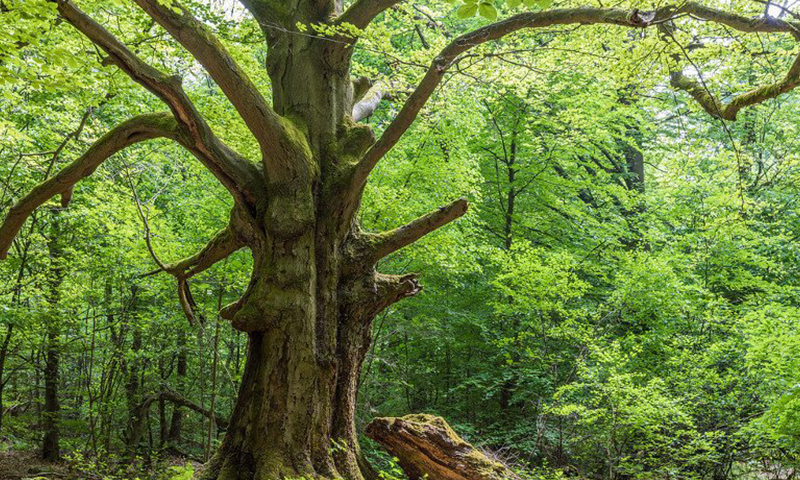 G NATURALDIA: LA VIDA SECRETA DE LOS ARBOLES