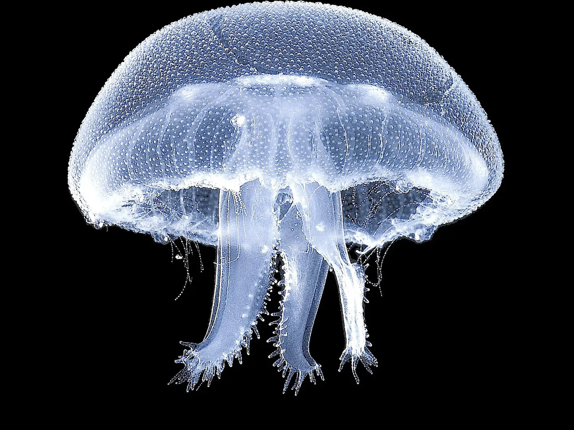 Aurelia marmoka
